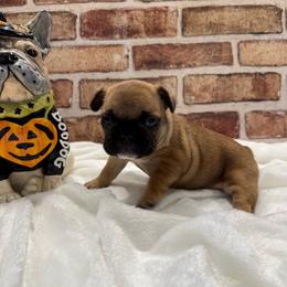 Penny - Fawn female French Bulldog puppy in Riverview, Florida from The Frenchie Lady Co.