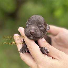 AKC Liver Female - Liver female Miniature Schnauzer puppy in Lake Placid, Florida from Love Giver Schnauzers