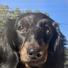 Stormy - Black and tan female Dachshund puppy in Lakeland, Florida from Elite Doxies Florida
