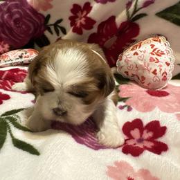Eagle - Red and tan male Shih Tzu puppy in Temple, Pennsylvania from Kathy Diego's Shih Tzus