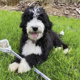 Bernedoodles from Deutsch Hund Haus