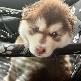 Zelda - Red and white female Siberian Husky puppy in Walker, Louisiana from TRUHUSKY SIBERIANS