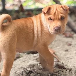 Alana - Cream female Chinese Shar-Pei puppy in Lehigh Acres, Florida from Florida Wrinkles