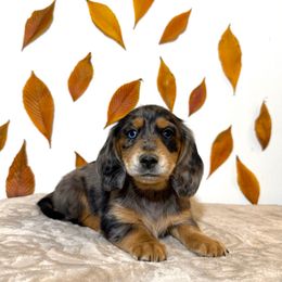 Girl 4 - Dapple female Dachshund puppy in Bozeman, Montana from The Long Dog Lounge of Montana