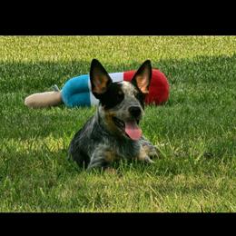 Australian Cattle Dog Puppies from TLC Cattle dogs