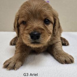 Girl 3 - Cream female Goldendoodle puppy in Milford, Michigan from Servant Kennel