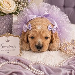 Sweetness - Cream female Goldendoodle puppy in Aurora, Illinois from Chicago Goldendoodles