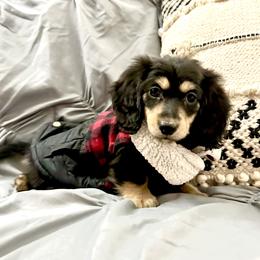 Peace - Black and cream male Dachshund puppy in Biloxi, Mississippi from Southern Doxies Ms