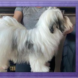 Rosé - Havanese