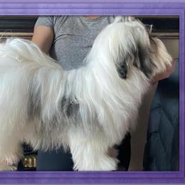 Rosé - Havanese
