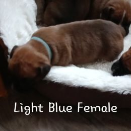 Boxer Puppies from Nikki's Boxers