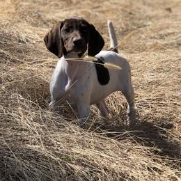 German Shorthaired Pointer Puppies from Hardwood Kennels