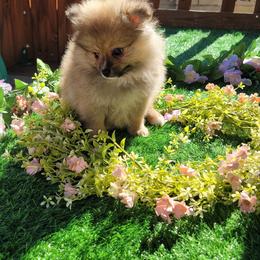 Pomeranian Puppies from Marie's Sweetie Poms