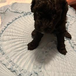 Ebony - Black female Poodle puppy in Lexington, Tennessee from Jm’s Precious Poodles