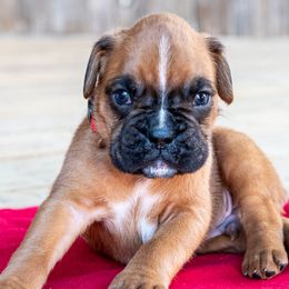 Boxers from Southwest Mountain Boxers