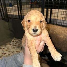 Lennox - Apricot female Goldendoodle puppy in Prosperity, Pennsylvania from Stelladoodles & Company