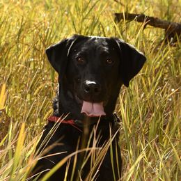 Abby - Labrador Retriever