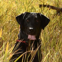 Abby - Labrador Retriever