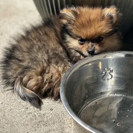 Pomeranian Puppies from Brandi’s Pomeranian Pups