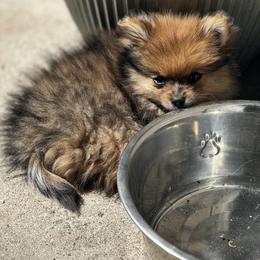 Pomeranian Puppies from Brandi’s Pomeranian Pups