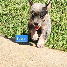 Tan collar - Blue female Australian Cattle Dog puppy in Smyrna, South Carolina from Wood Haven Farm of SC
