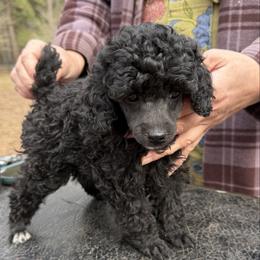 Laney - Silver female Poodle puppy in Florence County, South Carolina from Modern Family Standards