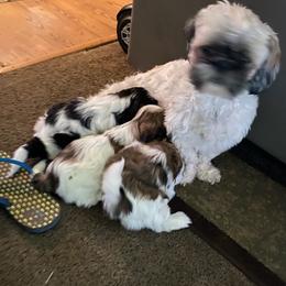Shih Tzus from Gary's Shih Tzus