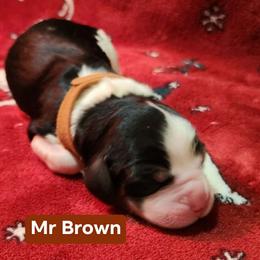 Mr Brown - Black white and tan male English Springer Spaniel puppy in Montville, Connecticut from Hillside Springs Farm