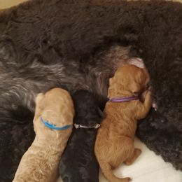 Poodle Puppies from Deborah Busch Poodles
