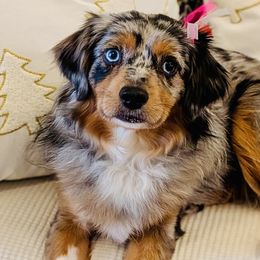 Miniature American Shepherds, Miniature Australian Shepherds, and Toy Australian Shepherds from Corner Oak Aussies