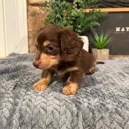 Angel - Dapple female Dachshund puppy in Stilwell, Oklahoma from B & K Dachshunds