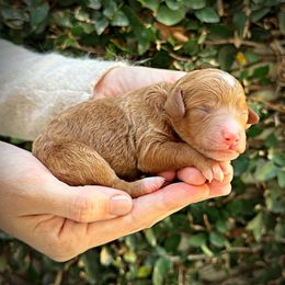 Girl 3 - female Poodle puppy in Modesto, California from Dry Creek Poodles
