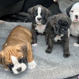 Boxer Puppies from McGallion’s Boxers
