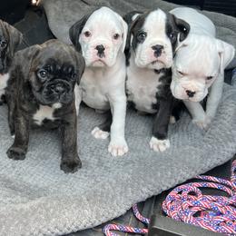 Boxer Puppies from McGallion’s Boxers