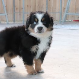 Sissy - Black tri female Miniature Australian Shepherd puppy in Goliad, Texas from Sassy Lil Aussies and Diamond W Poodles
