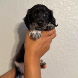 Pepper - Piebald male Dachshund puppy in Ripon, California from Ripon Dachshunds