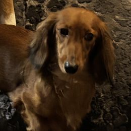 Dachshunds from Finch Dachshunds