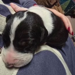 Mantle Male B - Mantle male Great Dane puppy in Golconda, Illinois from Breken Great Danes