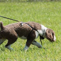 Chinese Cresteds and Spanish Water Dogs from MilAcres Kennels