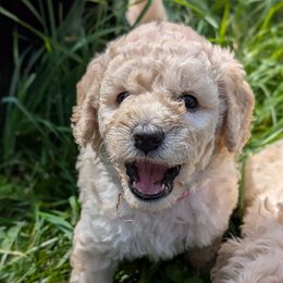 Nami - Cream female Poodle puppy in Salem Township, Maine from Moirae Poodles