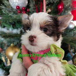 Raylee - Chocolate, tan and white female Yorkshire Terrier puppy in Gatesville, Texas from KontryKritterz Yorkies