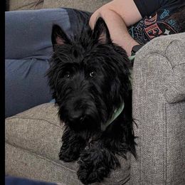 Scottish Terrier All Grown Up from Charissa Hannabass