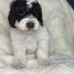 Tan - Frost - Parti male Goldendoodle puppy in Cleveland, Georgia from The O.G. Doodles