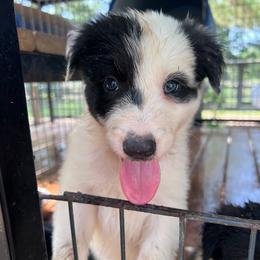 Molly - Female - Black and white female Border Collie puppy in Avery, Texas from Willa Creek Border Collies