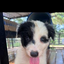 Molly - Female - Black and white female Border Collie puppy in Avery, Texas from Willa Creek Border Collies