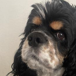 Cocker Spaniels from Ileana Madrigal