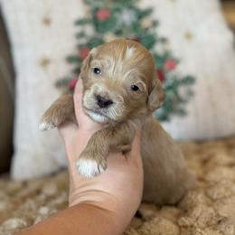 Harmony - Apricot female Goldendoodle puppy in Wharton, Texas from Little Fur Friends
