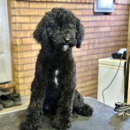 Espeon - Black female Goldendoodle puppy in Twin Falls, Idaho from Burrow & Bone