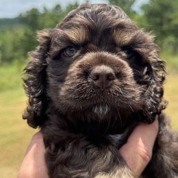 Little Blue (AKA Skip) - Brown male Cocker Spaniel puppy in Palestine, Texas from Chocolate Cocker Spaniels