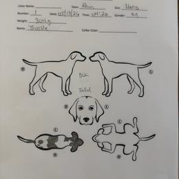 Thistle - Black roan male German Shorthaired Pointer puppy in San Antonio, Texas from Alvarado Farm Kennels, LLC